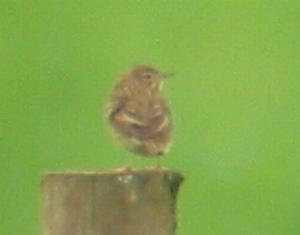 A Tree Pipit at Weeting Heath (11/5/04)