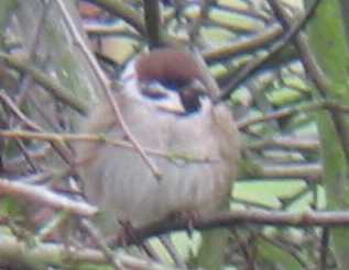 A Tree Sparrow at Frieston Shore (27/1/03)