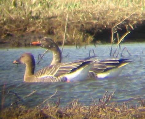 A pair of Tundra Bean Geese at Welney (09/03/02)