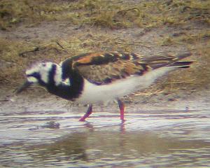 A Turnstone at Titchwell (11/5/04)