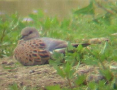 A Turtle Dove at Gedney Drove End (12/8/02)