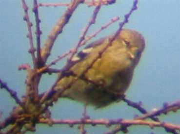 A Two-barred Crossbill at Sandringham (11/12/02)