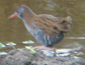 A Water Rail at Lower Moors (19/10/03)