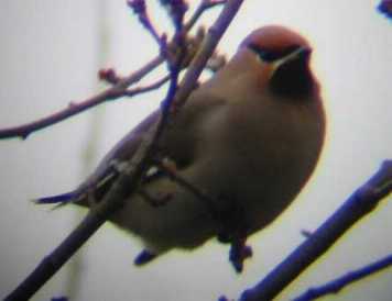 A Bohemian Waxwing at St.Neots (15/01/03)