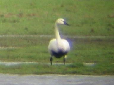 A Whistling swan at Kirkintilloch (29/04/02)