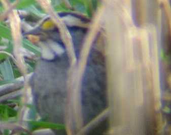 A White-throated Sparrow at Flamborough 23/10/02