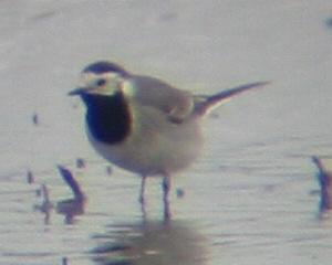 A White Wagtail at Titchwell (11/5/04)