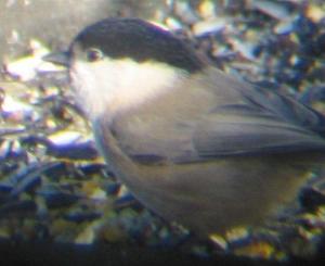 A Willow Tit at RSPB Ouse Washes (27/11/03)