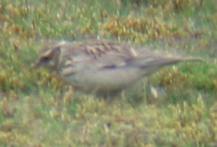 A Woodlark at Weeting Heath (09/05/02)