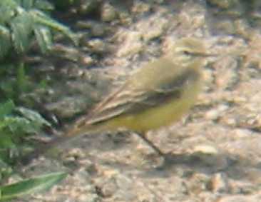 A Yellow Wagtail at Welney (15/5/03)