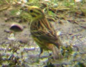 A Yellowhammer at Gedney Drove End (13/06/03)