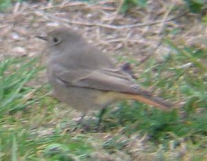 A Black Redstart at Porthcressa (19/10/03)