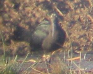 A Glossy Ibis at Topsham Marsh (23/10/03)
