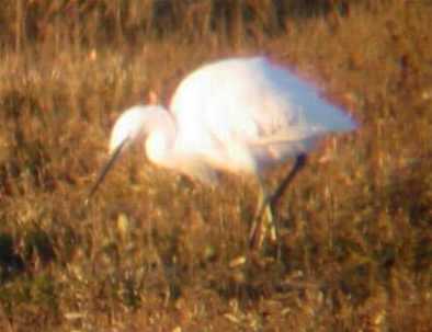 A Little Egret, Stiffkey Marsh (7/1/03)