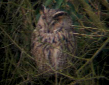 A Long-eared Owl near Boston (27/01/03)