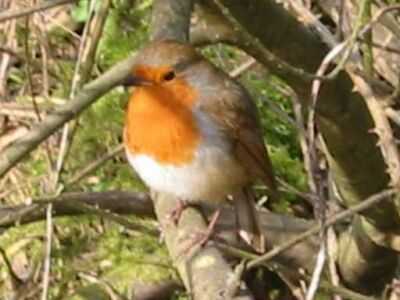 A Robin at Titchwell (17/3/03)