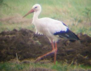 A White Stork near Croughton (23/08/03)